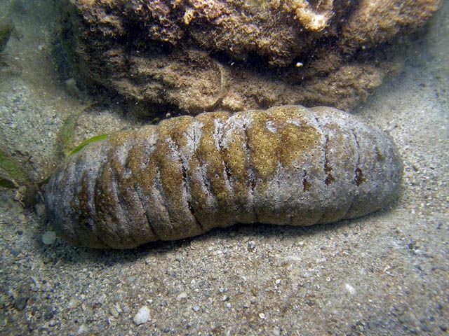 Holothuria nobilis